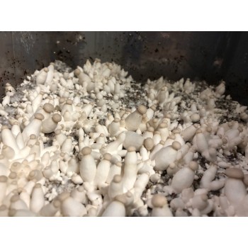 Mushroom Grain master Spawn bag 1.7KG Pleurotus eryngii Baby Kings (S KING OYSTER)  - FREE EXPRESS SHIPPING